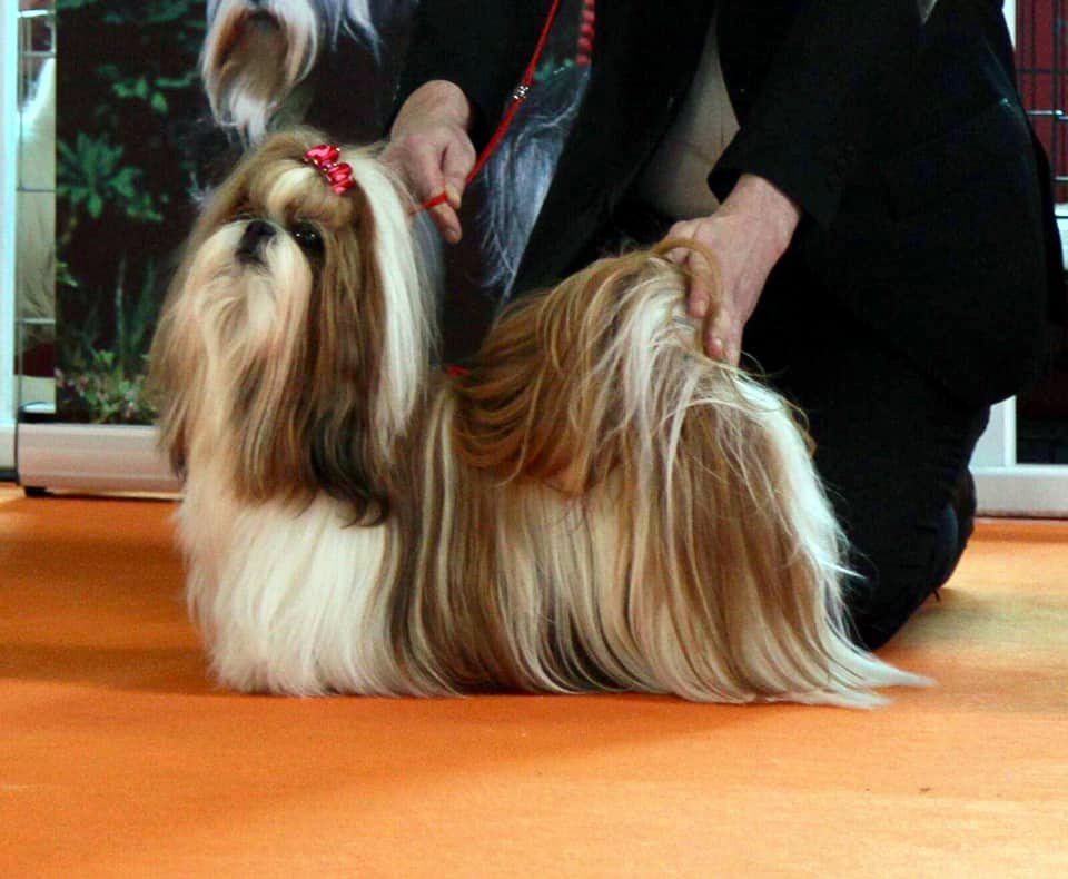 CH. Fid'jhee-little-flower de Saranankara