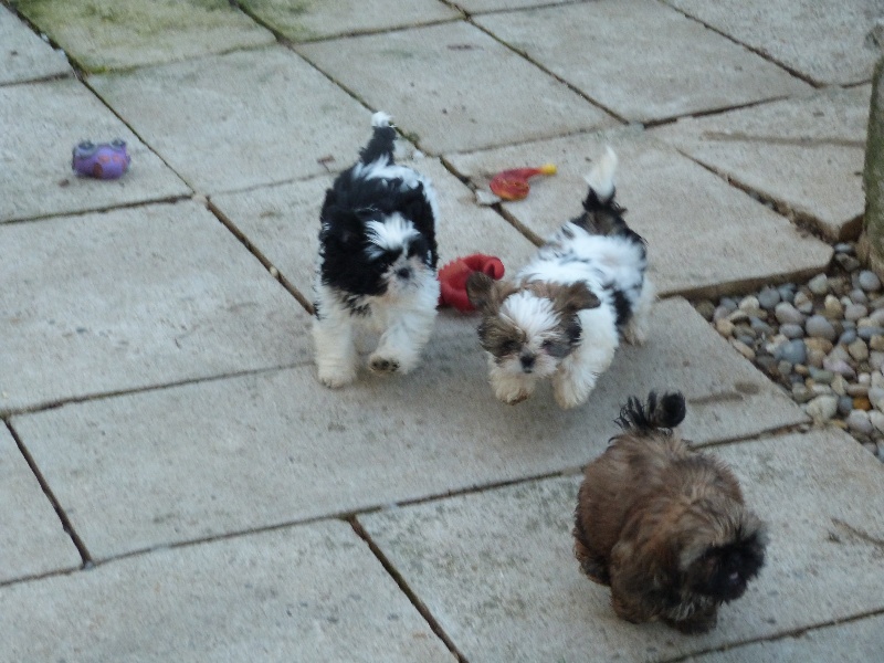 Chiots 2012 Année en H