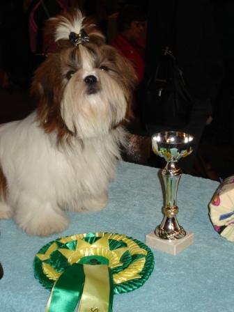 Nos shih tzu
